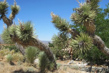 Film This Location vegetation - Joshua Trees